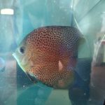 Penang Eruption Discus, Proven Breeding Pair photo review