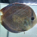 Penang Eruption Discus, Proven Breeding Pair photo review