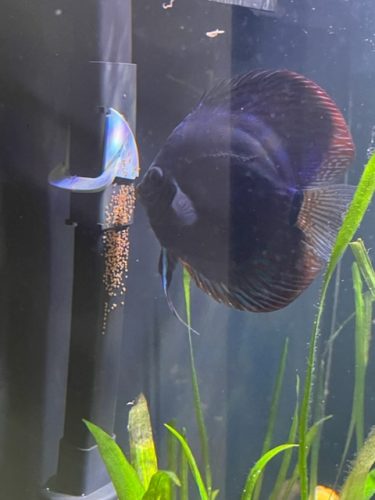 Classic Deep Blue Diamond Discus photo review