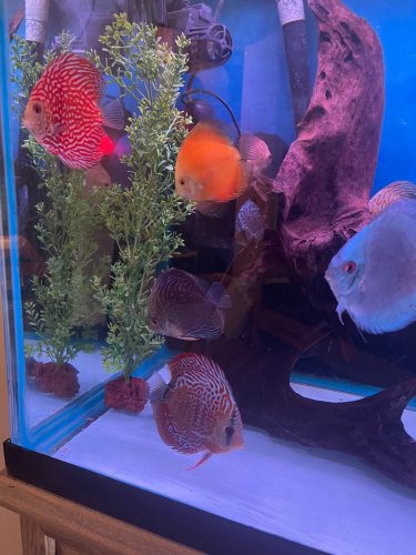 Cobalt Discus With Deep Blue Gene photo review