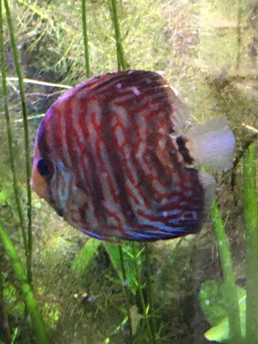 High Bodied Blue Tiger Turquoise Discus photo review