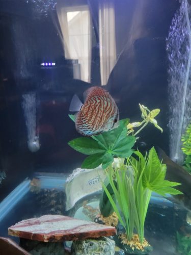 Mosaic Turquoise Discus, Wide Pattern photo review