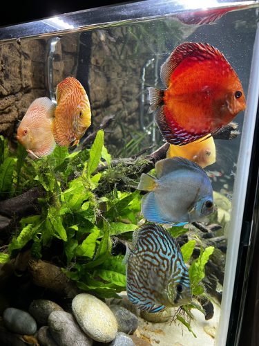 German Red Turquoise Discus, Red Base photo review