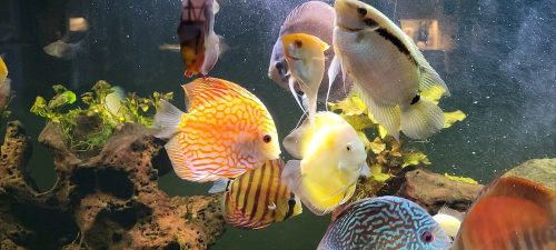 Silver Pigeon Leopard Discus photo review