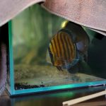 Wild Ianu Discus photo review