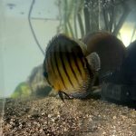 Wild Ianu Discus photo review