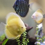 Golden Diamond Discus photo review