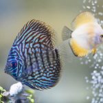 Golden Diamond Discus photo review