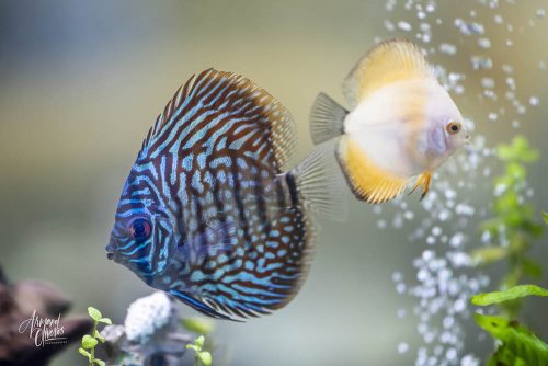 German Red Turquoise Discus, Red Base photo review