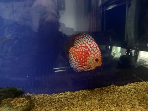 Red Panda Discus photo review