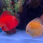 Mandarin Passion Discus photo review