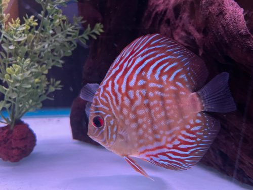 German Red Turquoise Discus, Red Base photo review