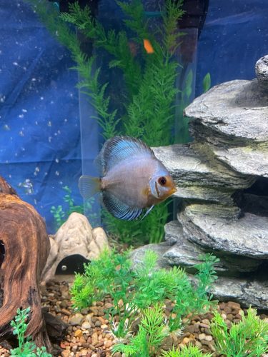 Classic Blue Scorpion Discus photo review