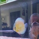 Wild Ianu Discus photo review