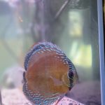 Wild Ianu Discus photo review