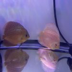 Albino Leopard Snakeskin Discus photo review