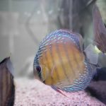 Wild Ianu Discus photo review