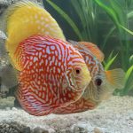 Yellow Rafflesia Discus photo review