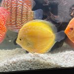 German Red Turquoise Discus, Red Base photo review