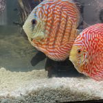 German Red Turquoise Discus, Red Base photo review