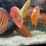 German Red Turquoise Discus, Red Base photo review