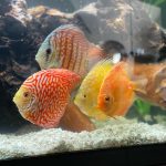 German Red Turquoise Discus, Red Base photo review