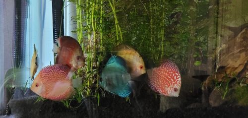 Cobalt Discus With Deep Blue Gene photo review