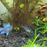 German Electric Blue "Bubble" Ram Cichlid photo review