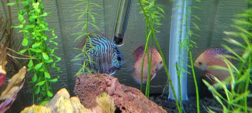 Golden Leopard Discus, Red Base photo review