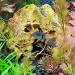 Jet Black German Ram Cichlid photo review