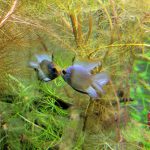 German Electric Blue "Bubble" Ram Cichlid photo review