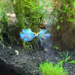 German Electric Blue "Bubble" Ram Cichlid photo review