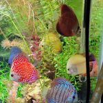 German Red Turquoise Discus, Red Base photo review