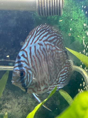 German Red Turquoise Discus, Blue Base photo review