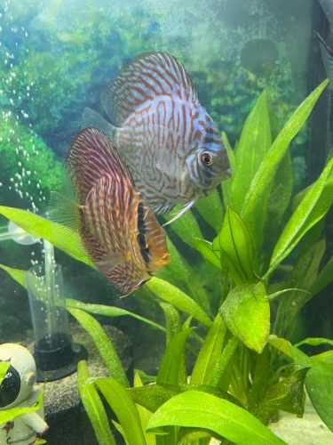 German Red Turquoise Discus, Red Base photo review