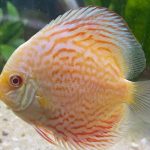 Golden Pigeon Leopard Discus, White Base photo review