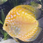 Golden Pearl Pigeon Snakeskin Discus photo review