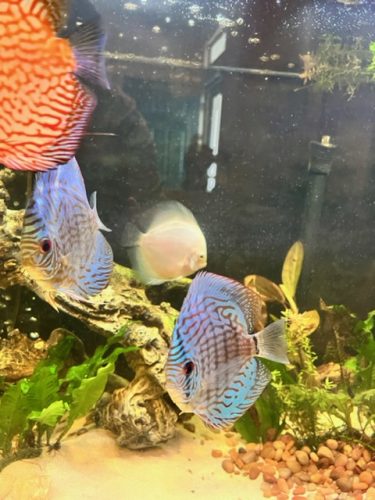 German Red Turquoise Discus, Blue Base photo review