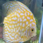 Golden Pearl Pigeon Snakeskin Discus photo review