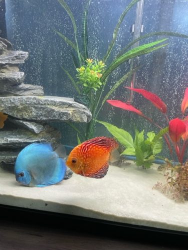 Neon Sapphire Discus photo review