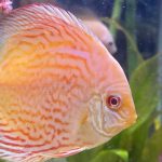 Golden Pigeon Leopard Discus, White Base photo review