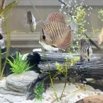 Blue Tiger Snakeskin Discus photo review