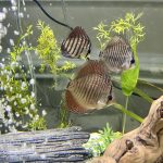 Blue Tiger Snakeskin Discus photo review