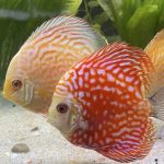 Golden Pigeon Leopard Discus, White Base photo review