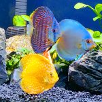 Classic Deep Blue Diamond Discus photo review