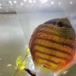 Royal Heckel Cross Discus photo review