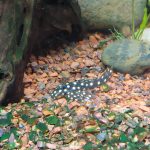 Snowball Plecostomus L102 photo review