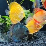 Golden Pearl Pigeon Snakeskin Discus photo review