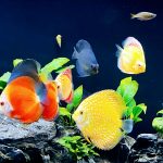 Golden Pearl Pigeon Snakeskin Discus photo review