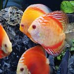 Fuji Red Discus photo review